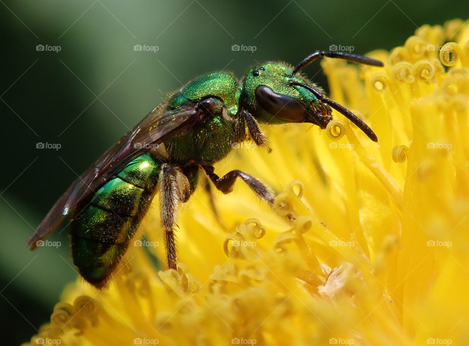 Metallic green sweat bee pollinating yellow dandelion flower in the backyard in summer natural light macro closeup