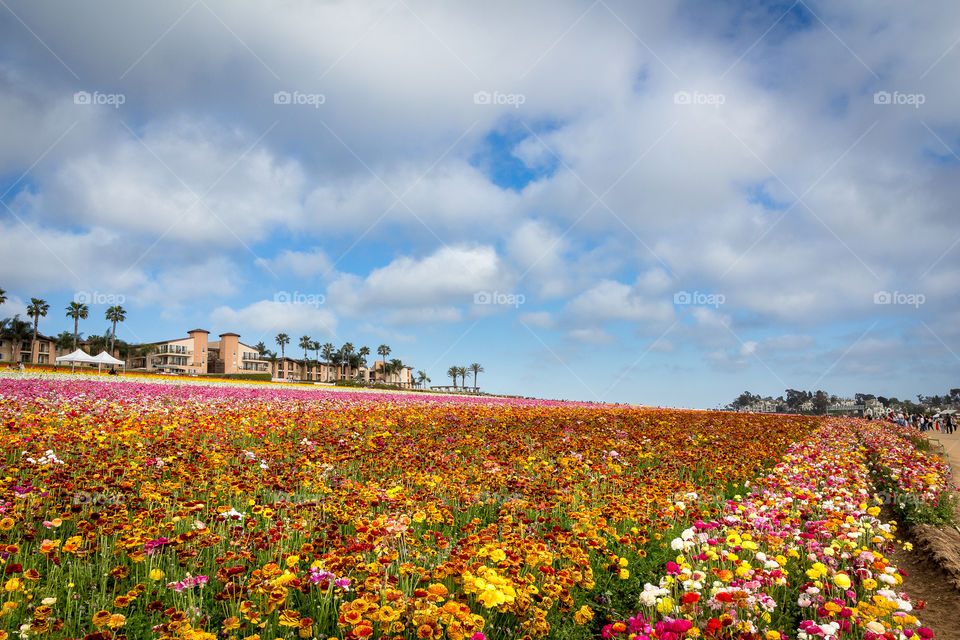 Flower, No Person, Landscape, Sky, Outdoors