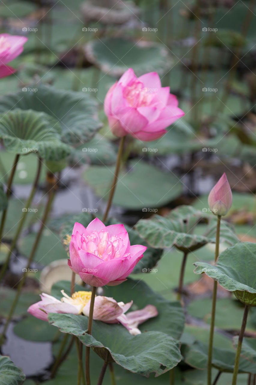 Lotus in the pond