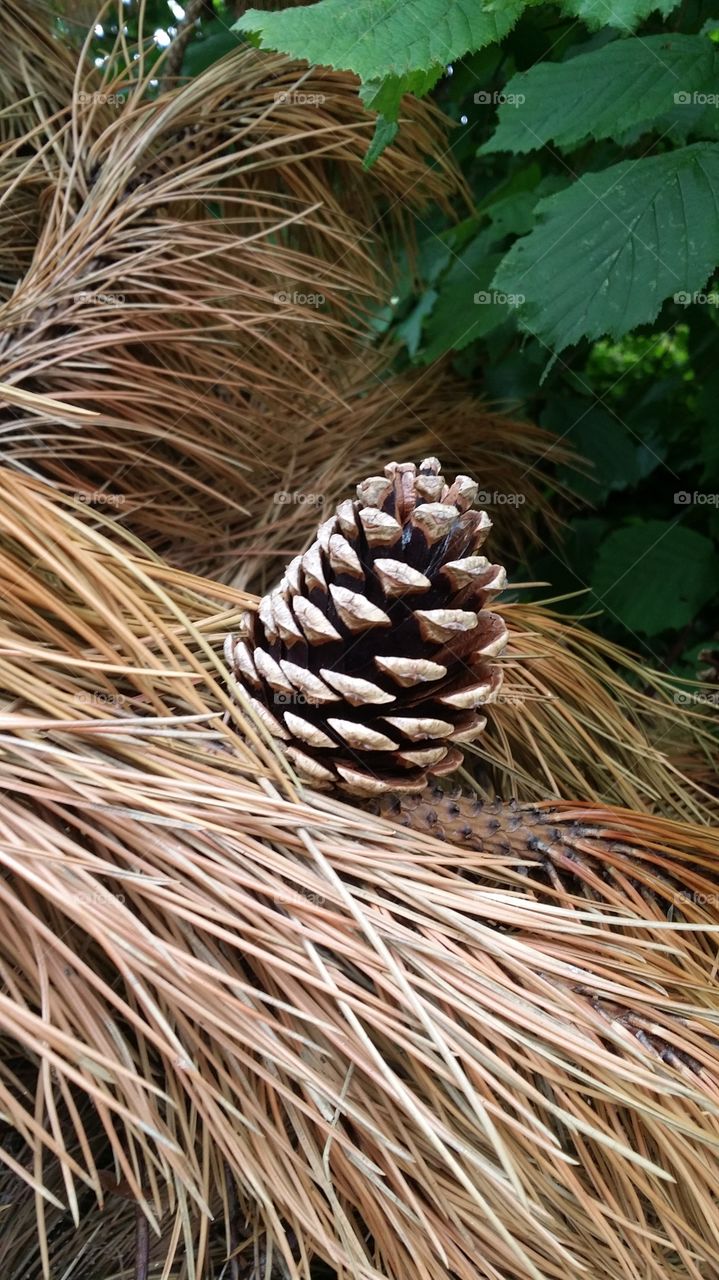 pinecone