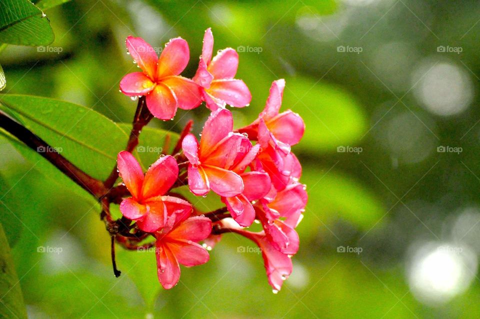 --Royal Ambarukmo Palace Hotel: Kamboja Flower....