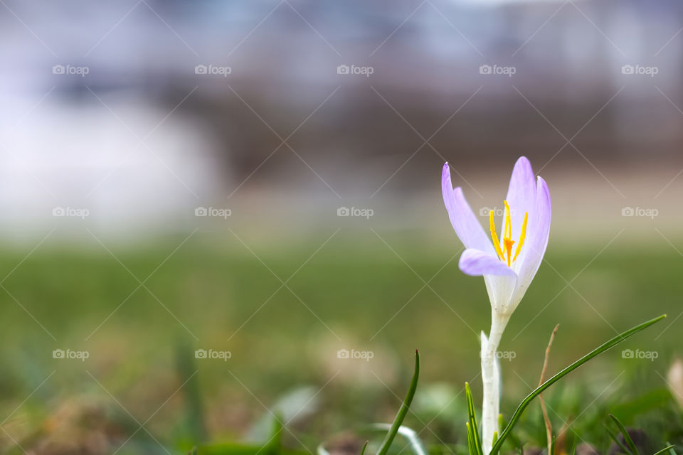 Single crocus flower growing in meadow.