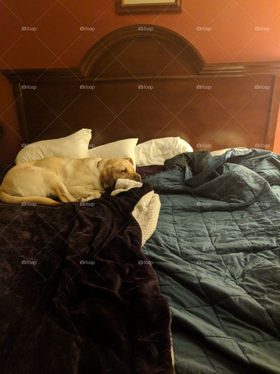 Service Dog On Bed
