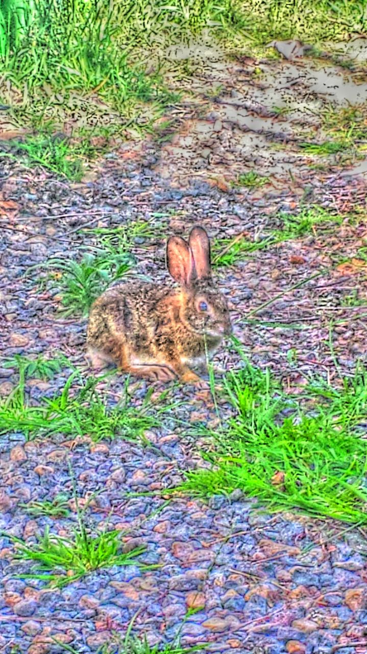 "Grazing Rabbit". Rabbit  grazing grass in backyard