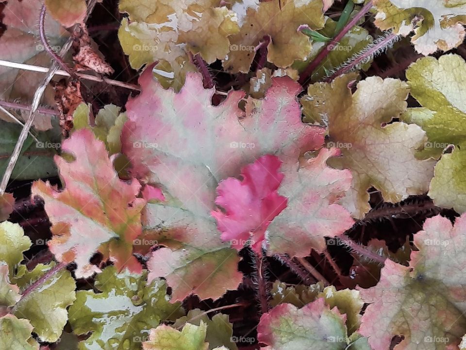 autumn  colours in garden - pink leaves of heuchera