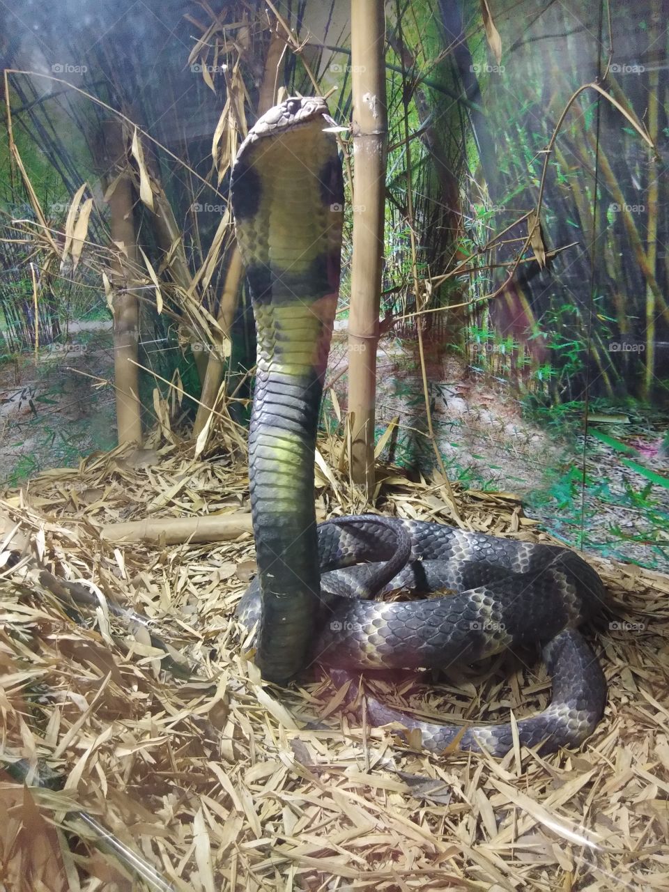 king cobra
