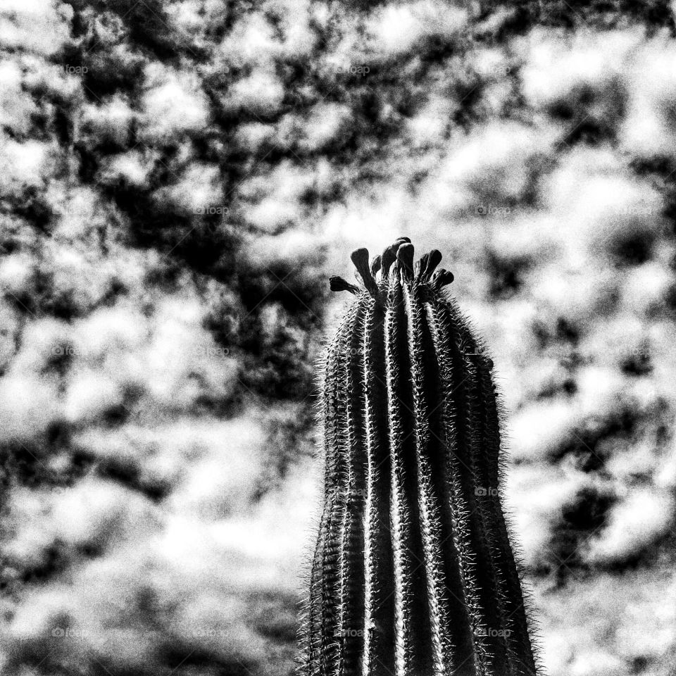 Cactus in the sky