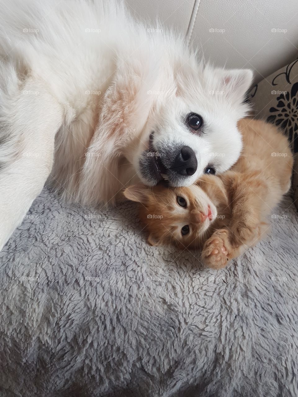 kitten born at home. our dog fell in love with him right away and a friendship was born .