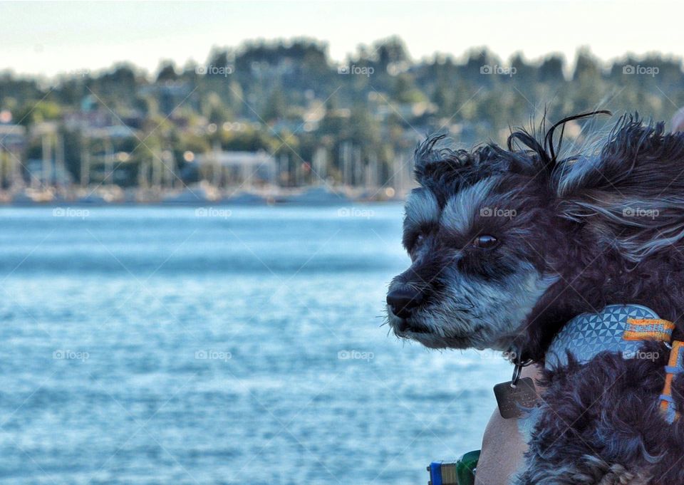 Dog on a ferry