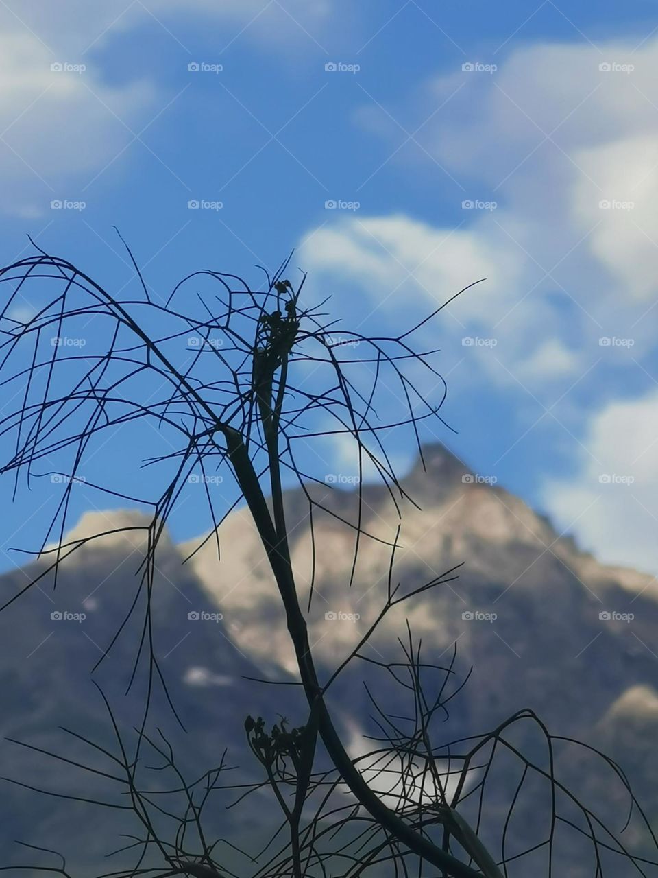 A portrait landscape