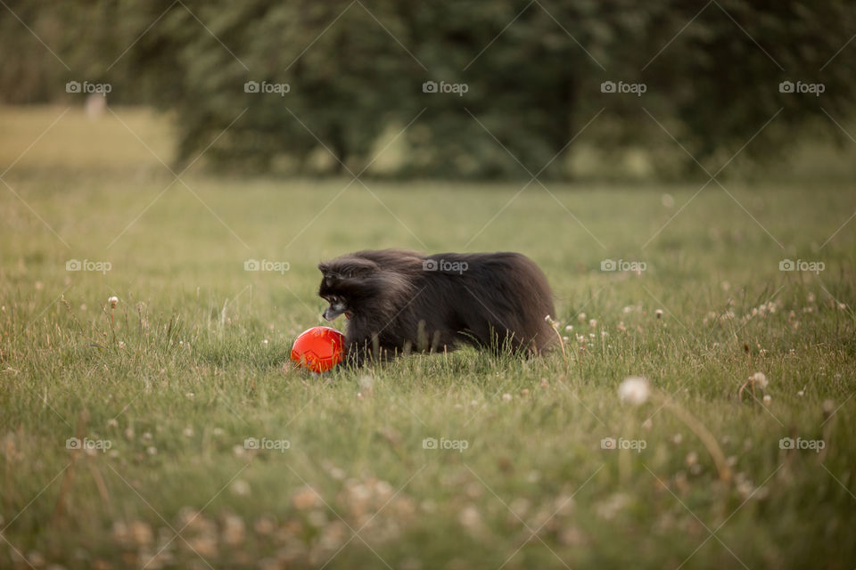 Little boy playing with his dog in soccer in a park 