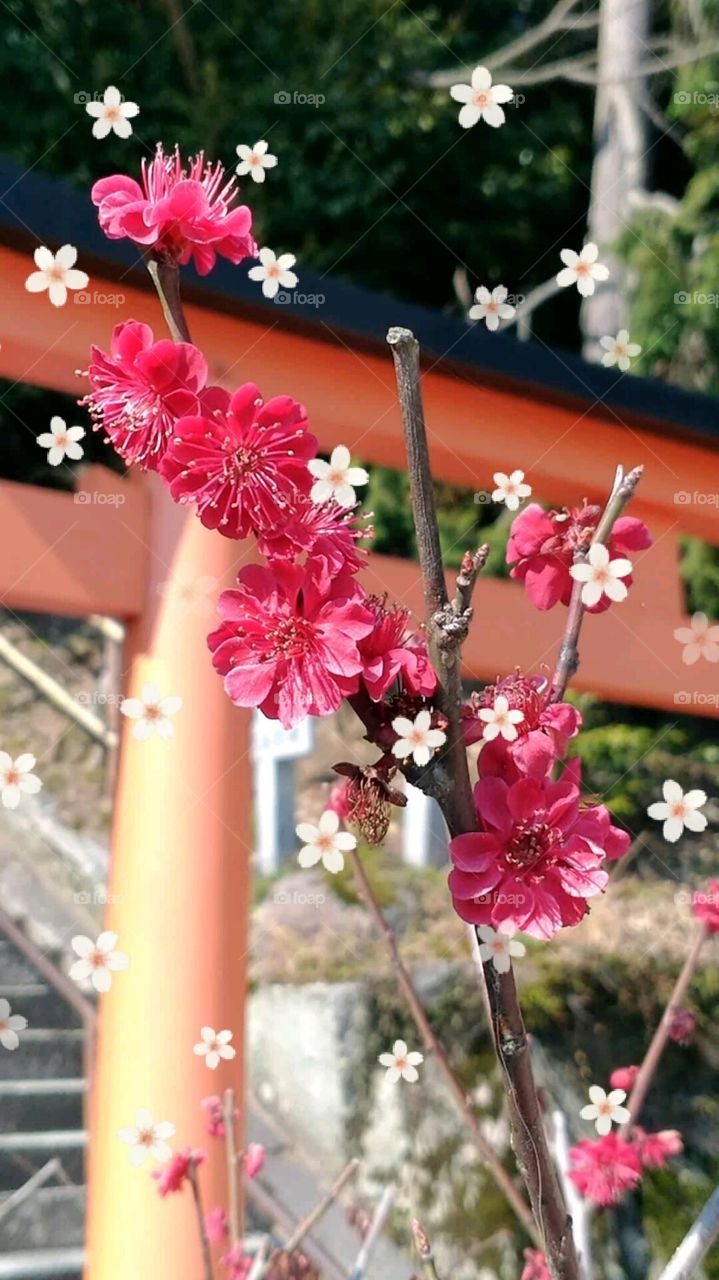 Flor de cerejeira japonesa