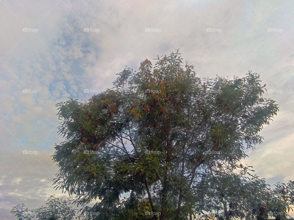 tree on evening