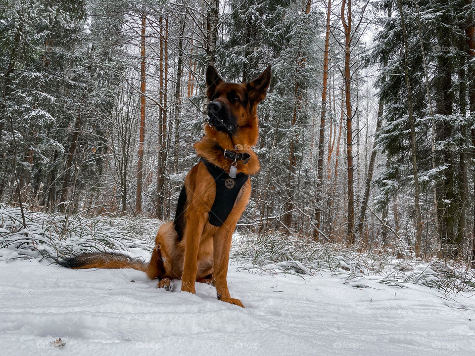 German shepherd dog in winter forest 