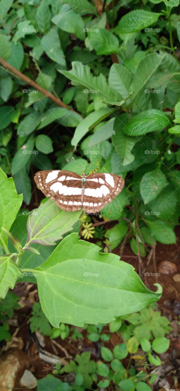 This type of butterfly has a dark brown wing base color with a row of spots that line up to form a ribbon.