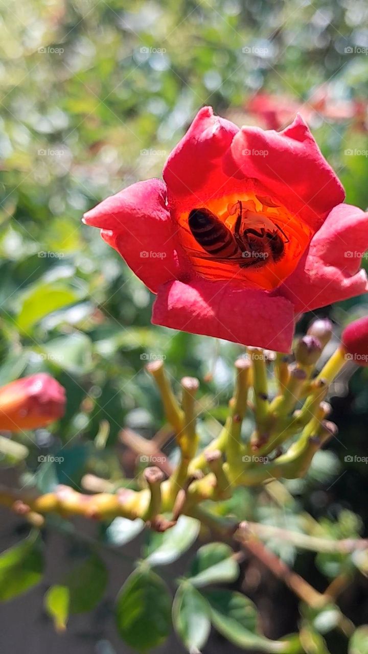 small honey bee curled up inside a flower, collecting under the hot summer sun and the bright red light.
