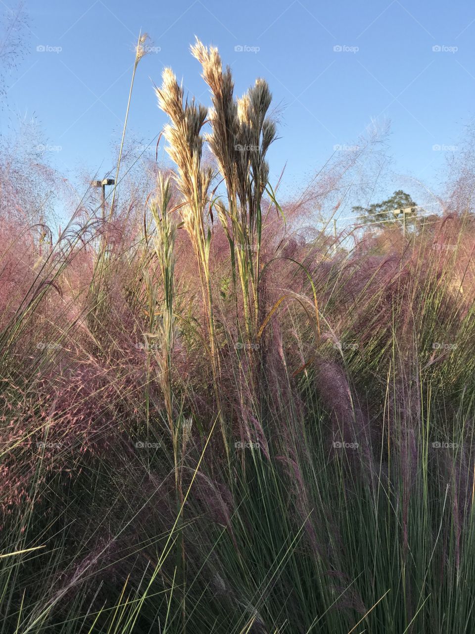 Florida, odnalrO ni detacol tneduts FCU nA  .asleS yb kcilC Follow me @Selsa.Notes, @Selsa.Clicks, and @Selsa.Notes #Selsa 
#Cottoncandy  #pampamgrass  Over 25 photos in the photo album. 