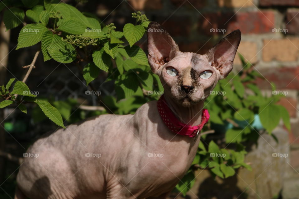 Sphynx Female in the garden