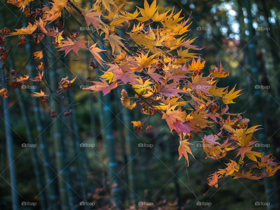 Autumn Leaves Japan