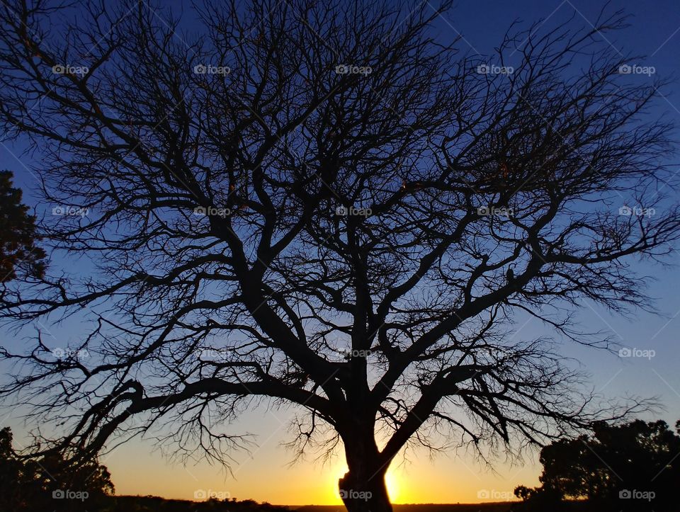 Beautiful silhouette of tree at sunset showing branches against evening sky. Colors gradients are amazing from bright yellows to dark blues, to black. Incredible contrast!
