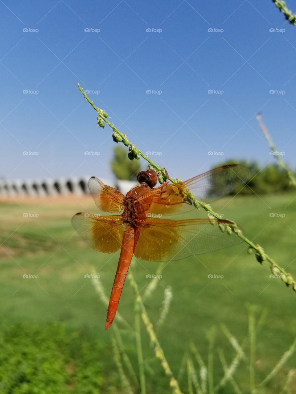 dragon fly