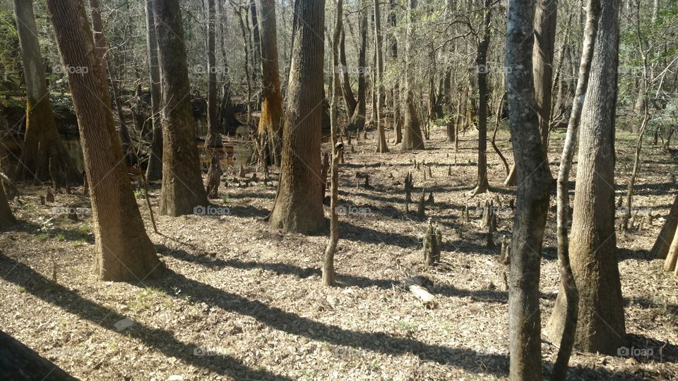 Wood, Tree, Nature, Landscape, No Person