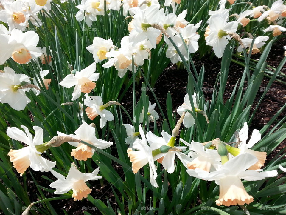 easter. flowers