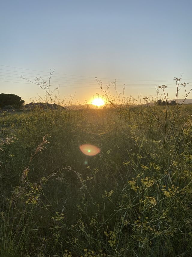 Campo 