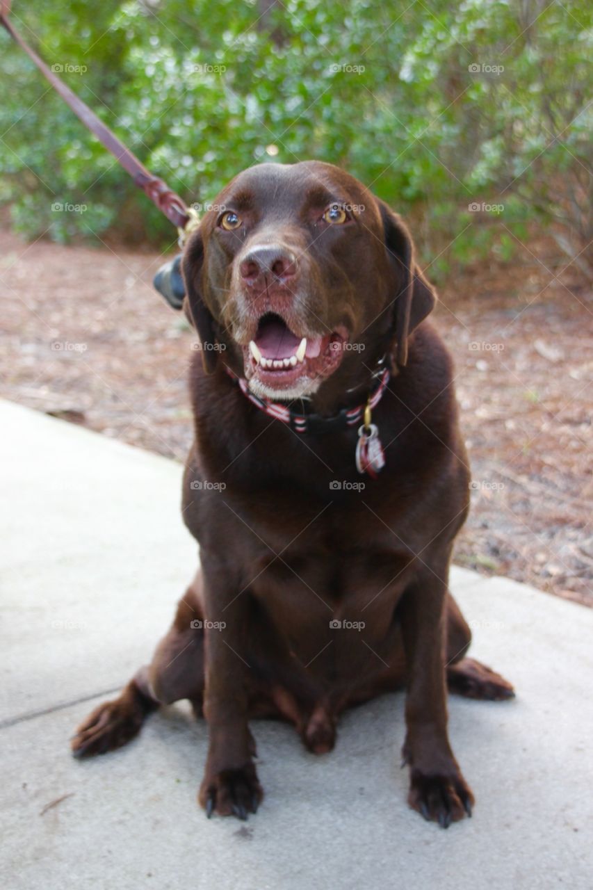 Brown Labrador 