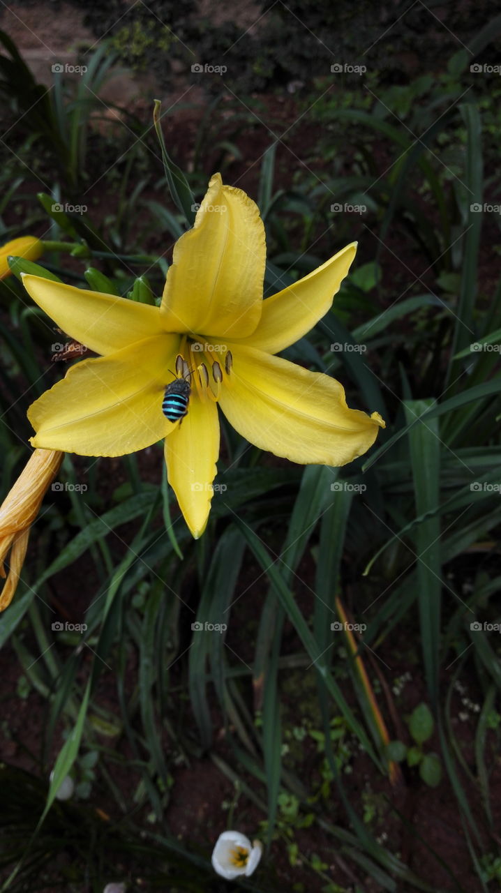 Yellow flower blue bug