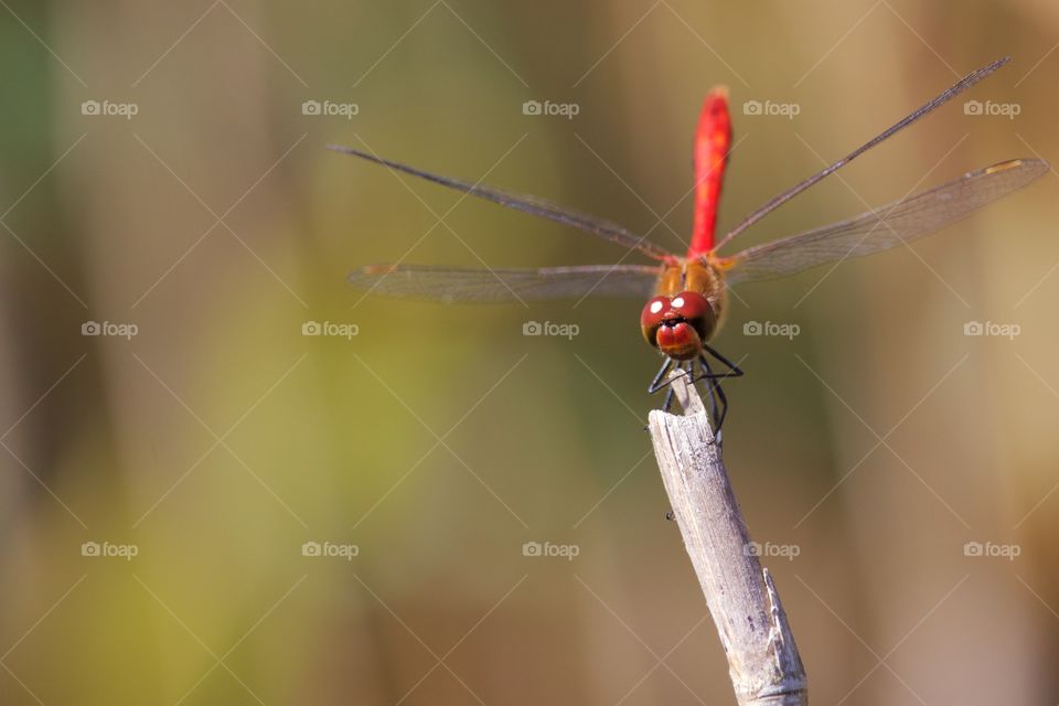 High angle view of red dragonfly