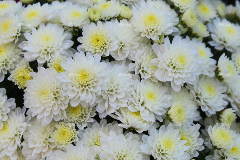 Close up of a beautiful white Chrysanthemums flowers.  Autumn flowers