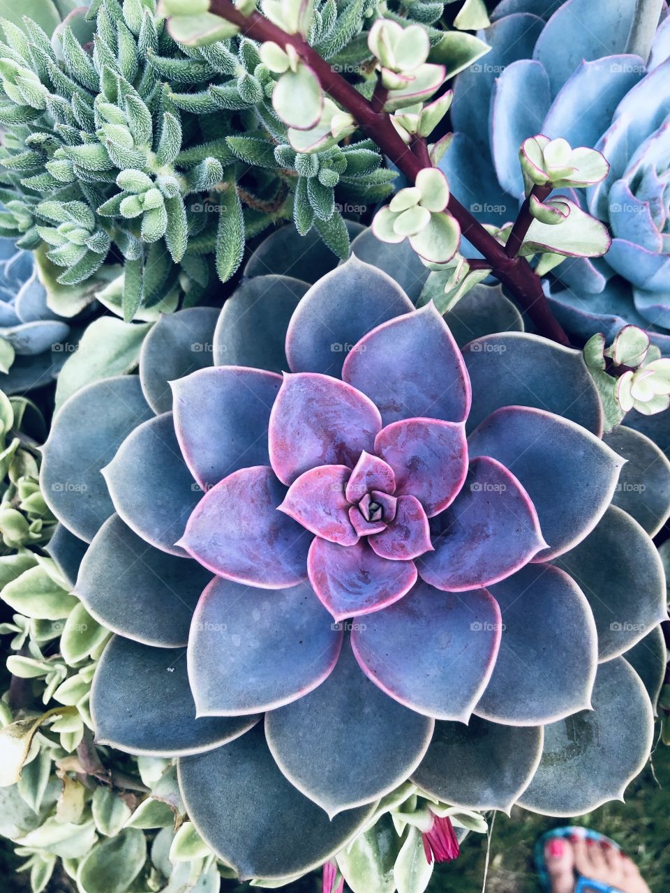 Colorful cactus bloom