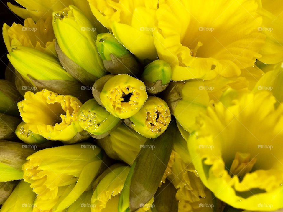 Strange yellow flowers 