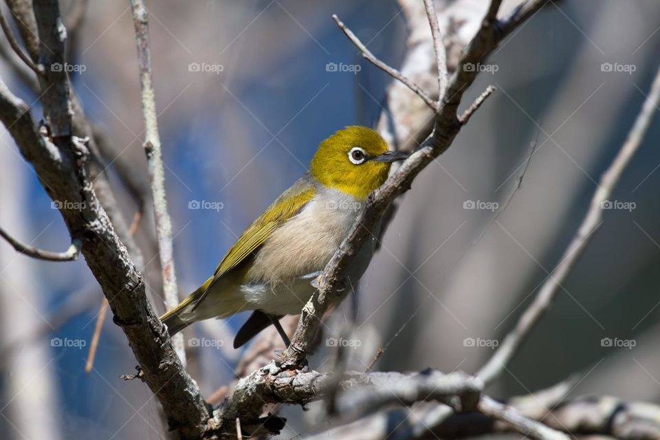 silvereye or wax-eye in a wetlands in a tree