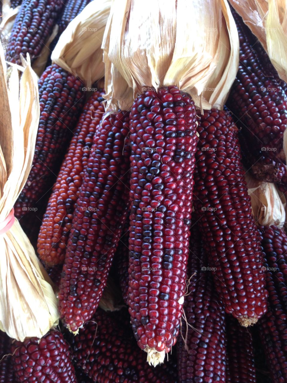 Dried Indian corn