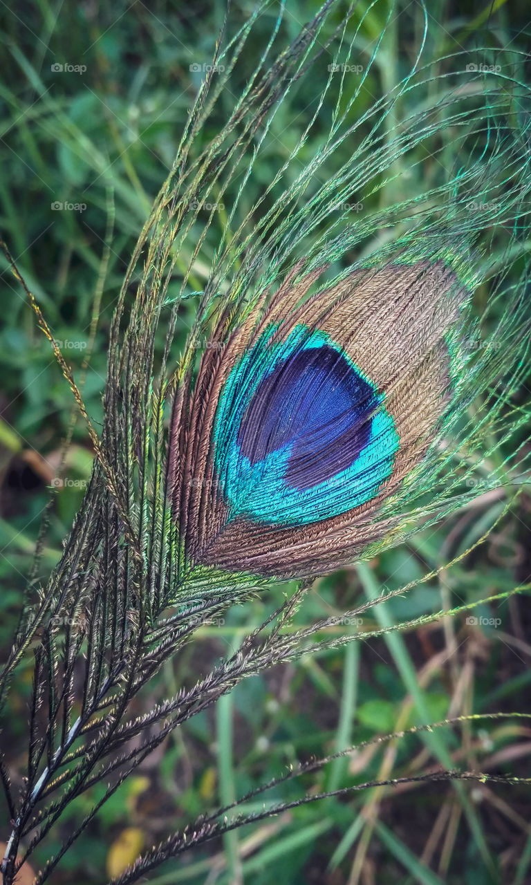 Peacock Feather