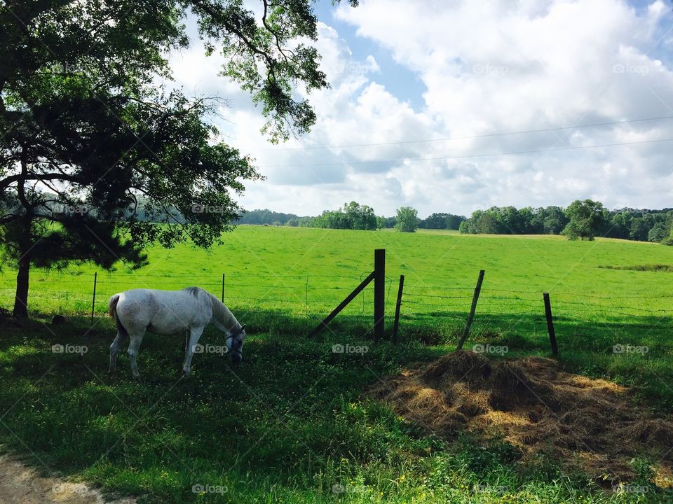 Countryside tranquility. 