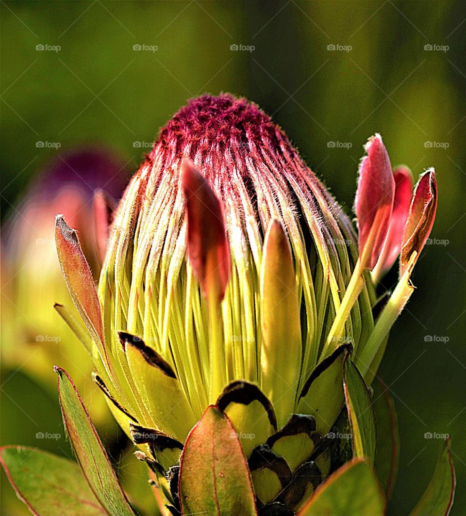 Blüte als Nahaufnahme