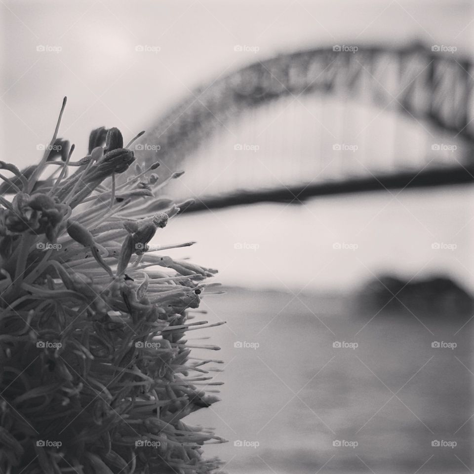 Sydney harbour bridge