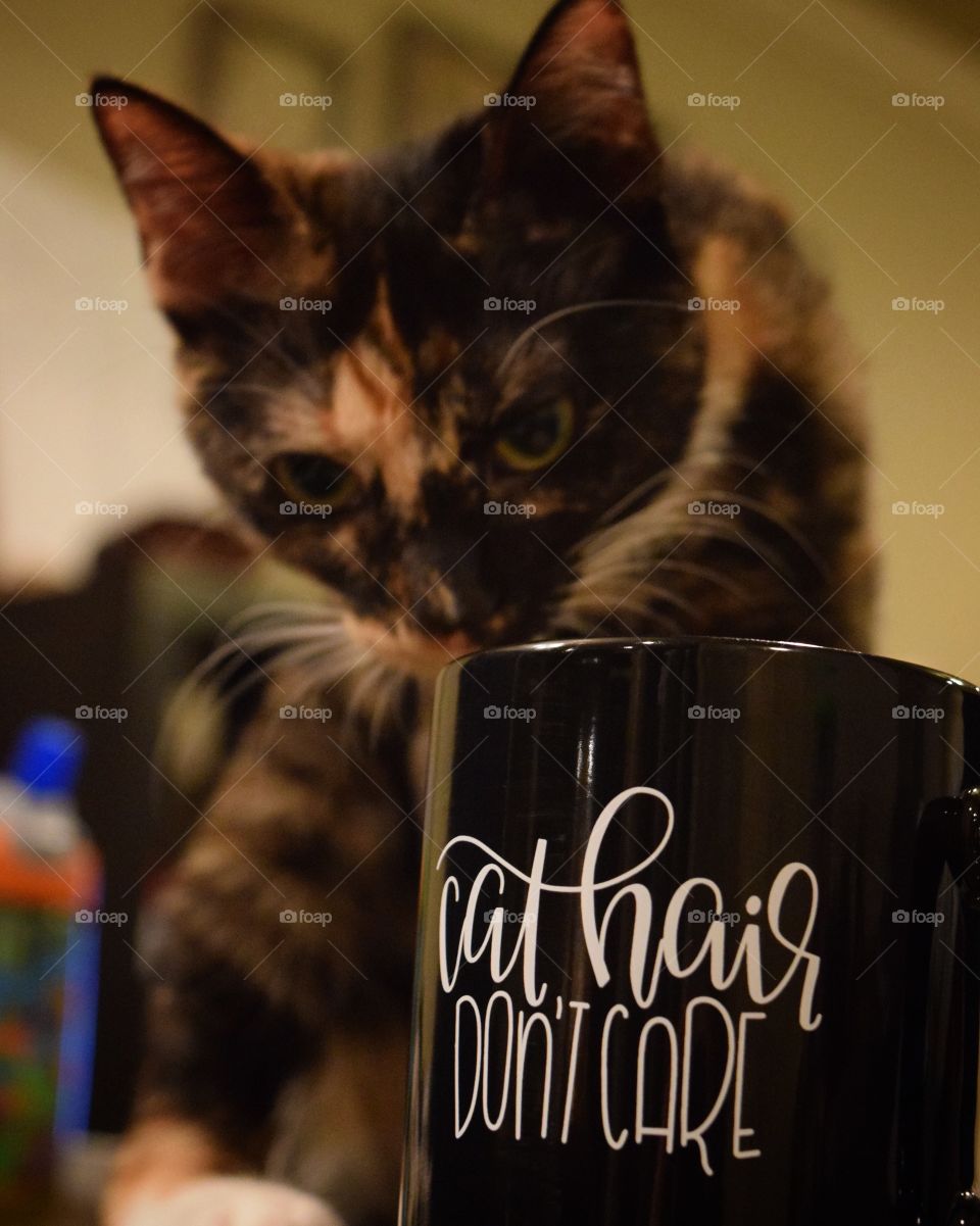 Love my little baby helping me drink my evening cup of coffee! “Cat hair don’t care” sums up my life! 