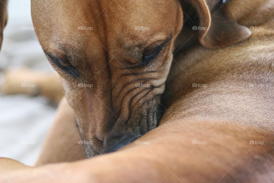 Trying to look extremely busy  so she can continue laying there