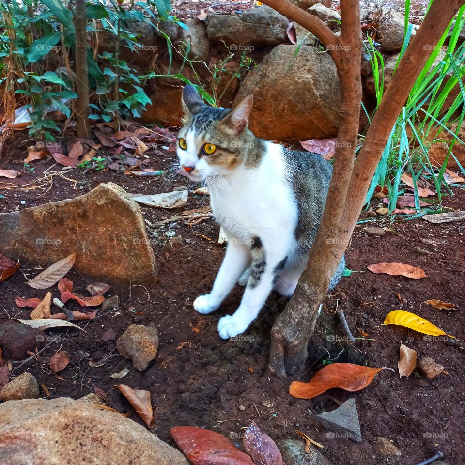 Cute cat is under a small tree