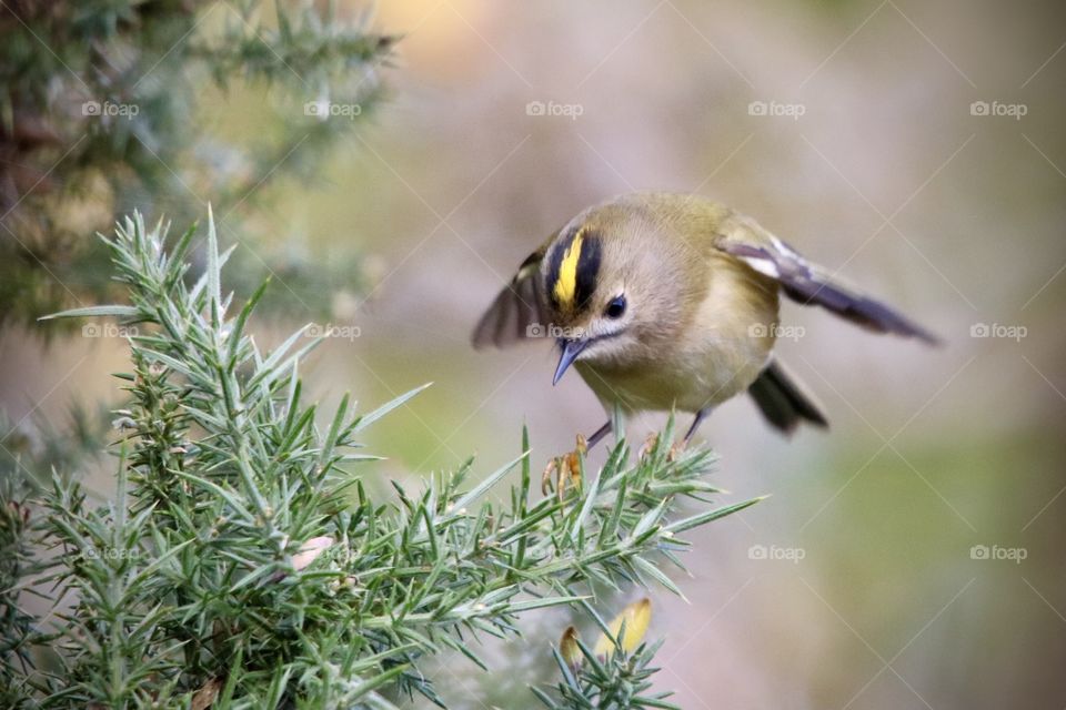 Goldcrest