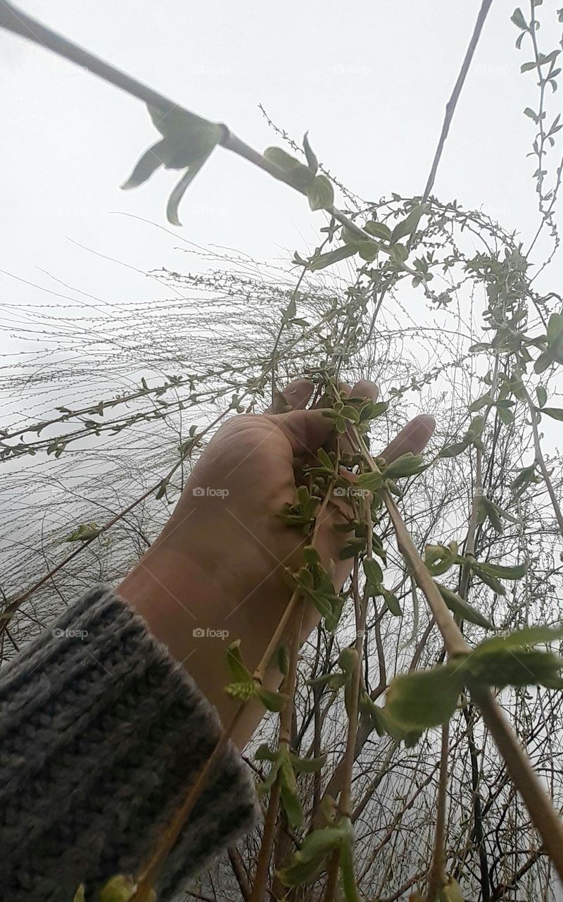 Spring Willow Budding