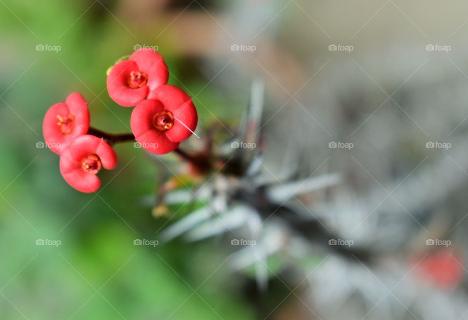 crown of christ flowers