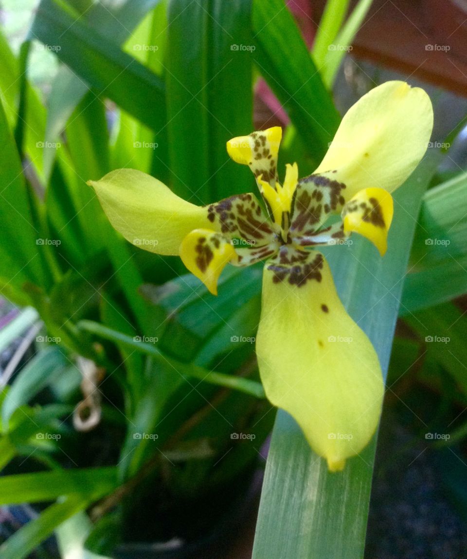 Found this lil gem today in my yard...