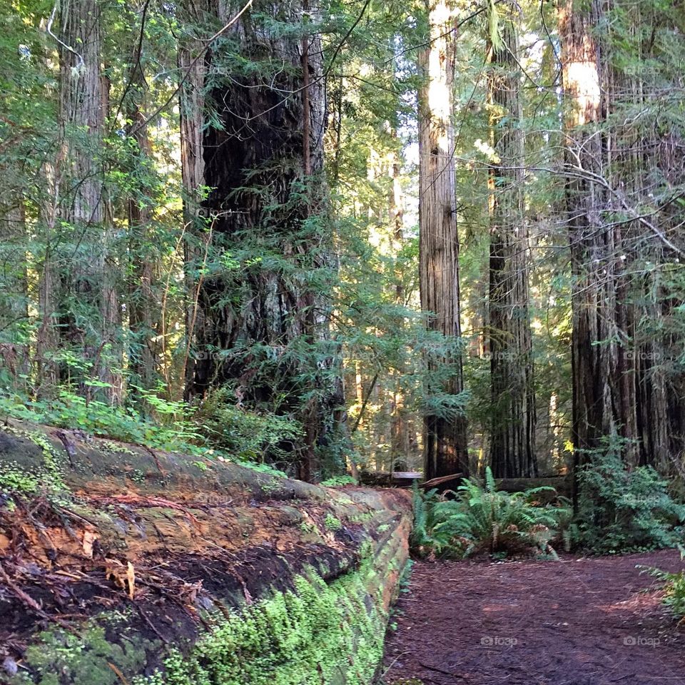 In The Forest. Redwood Forest
