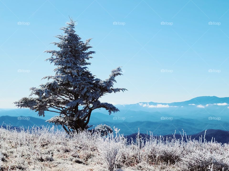 Pinetree greeting us at the top of a mountain. As the wind blew, it looked like he was saying Hello and welcome.
