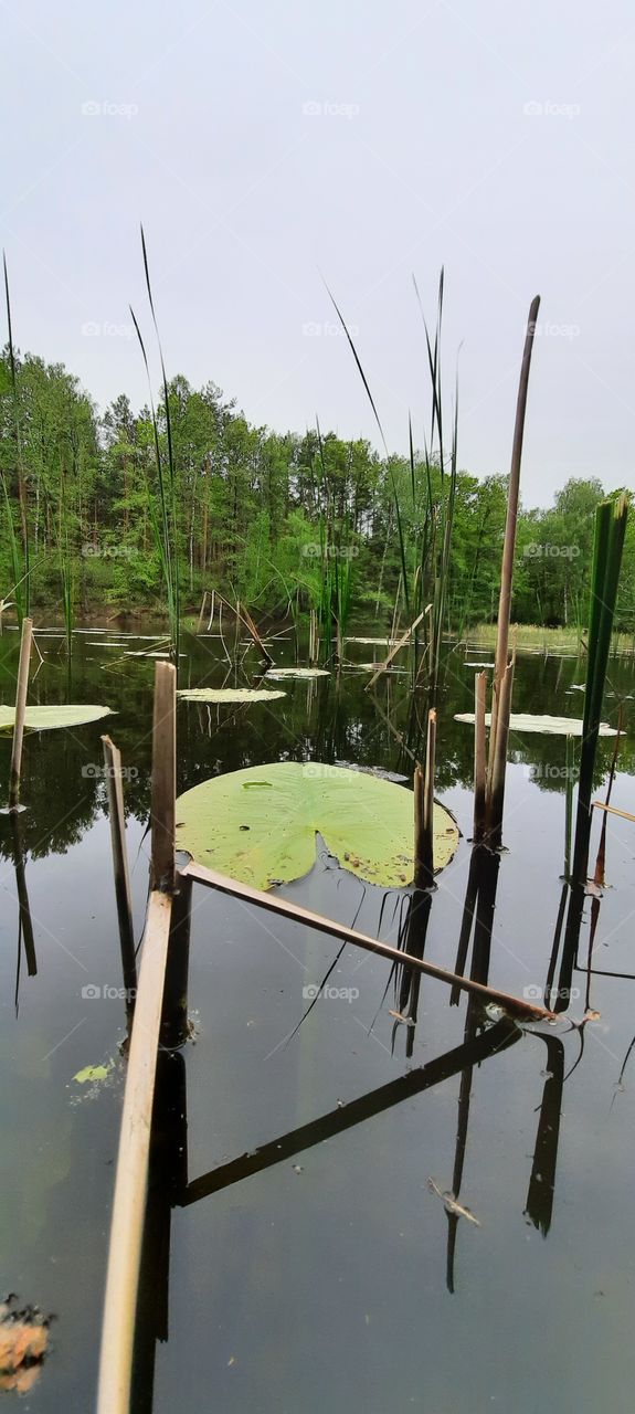 water lily leaves on swamp